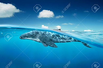 Whale in ocean