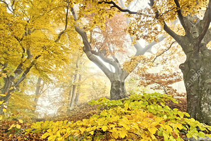 Beautiful yellow autumn forest