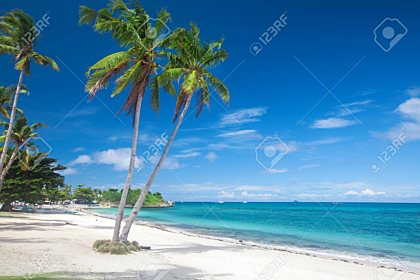 Beach and coconut palm tree