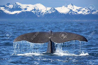 The tail of a Sperm Whale diving