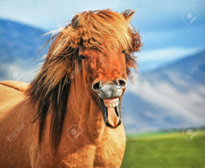 Icelandic horse smiling