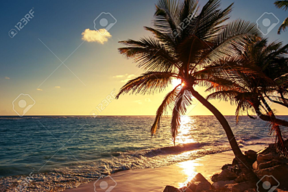 Palm tree on the tropical beach at sunrise