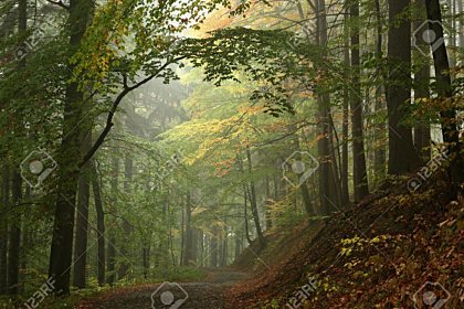 Beech forest in the fog