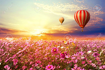 Flower field and hot air balloon