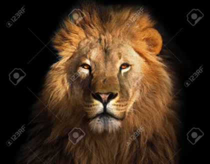 Lion king