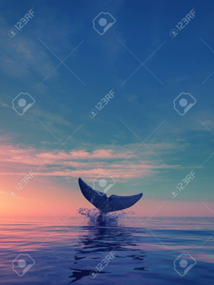 Whale dives at sunset