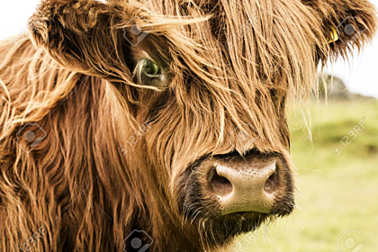 Scottish cow in green grass